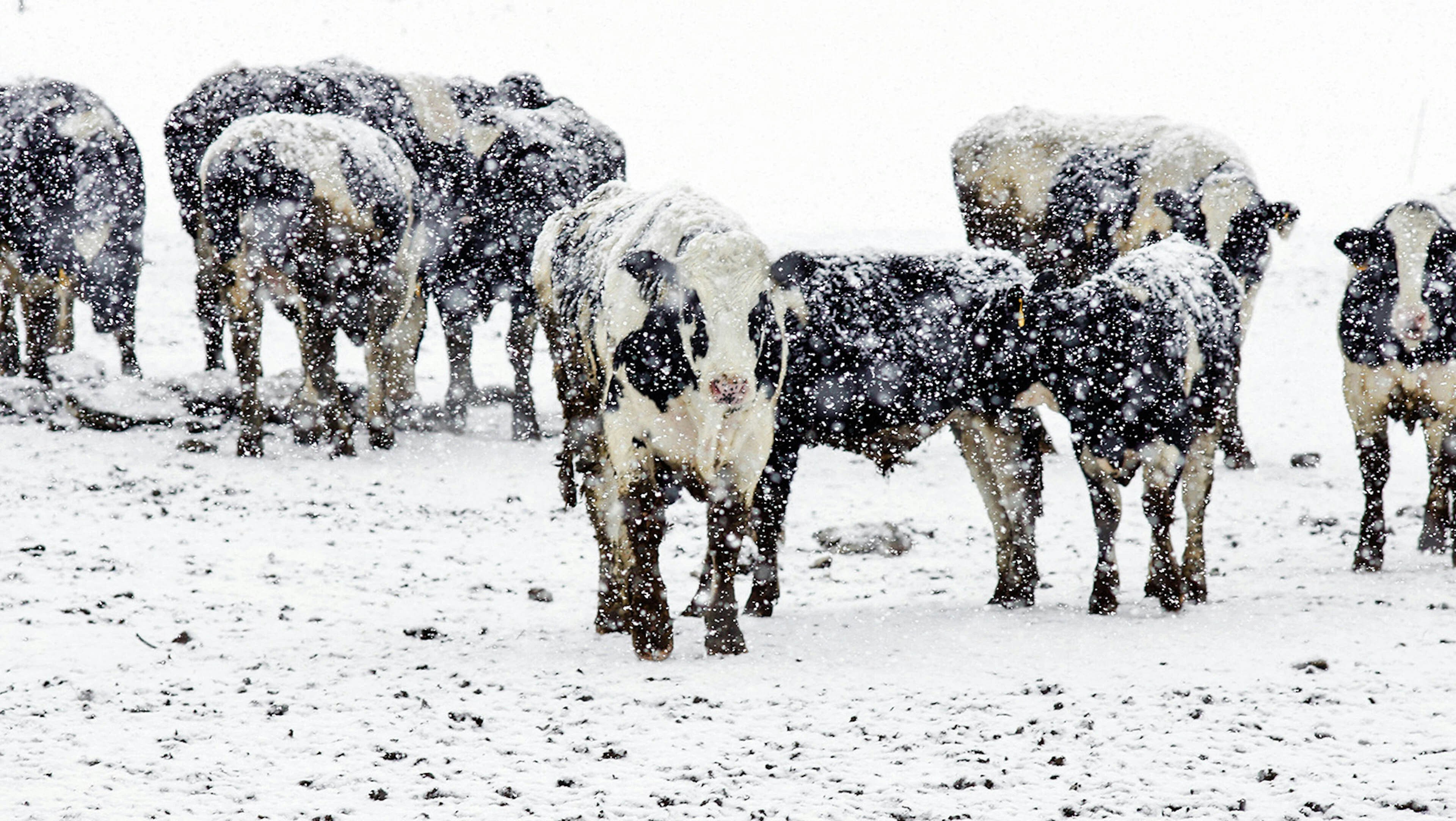 Cattle in winter 2 4 24