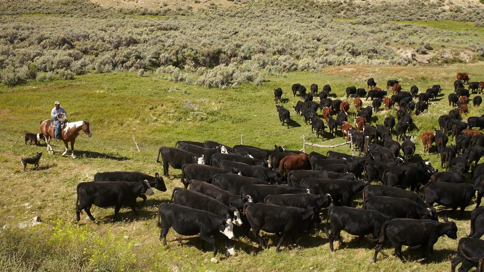 Wyoming ranchers say allowing some of their meat to bypass federal inspectors and sell state-inspected product online would be “the best thing that can happen to them.” That’s what the federal DIRECT Act recently reintroduced to the Senate would do.