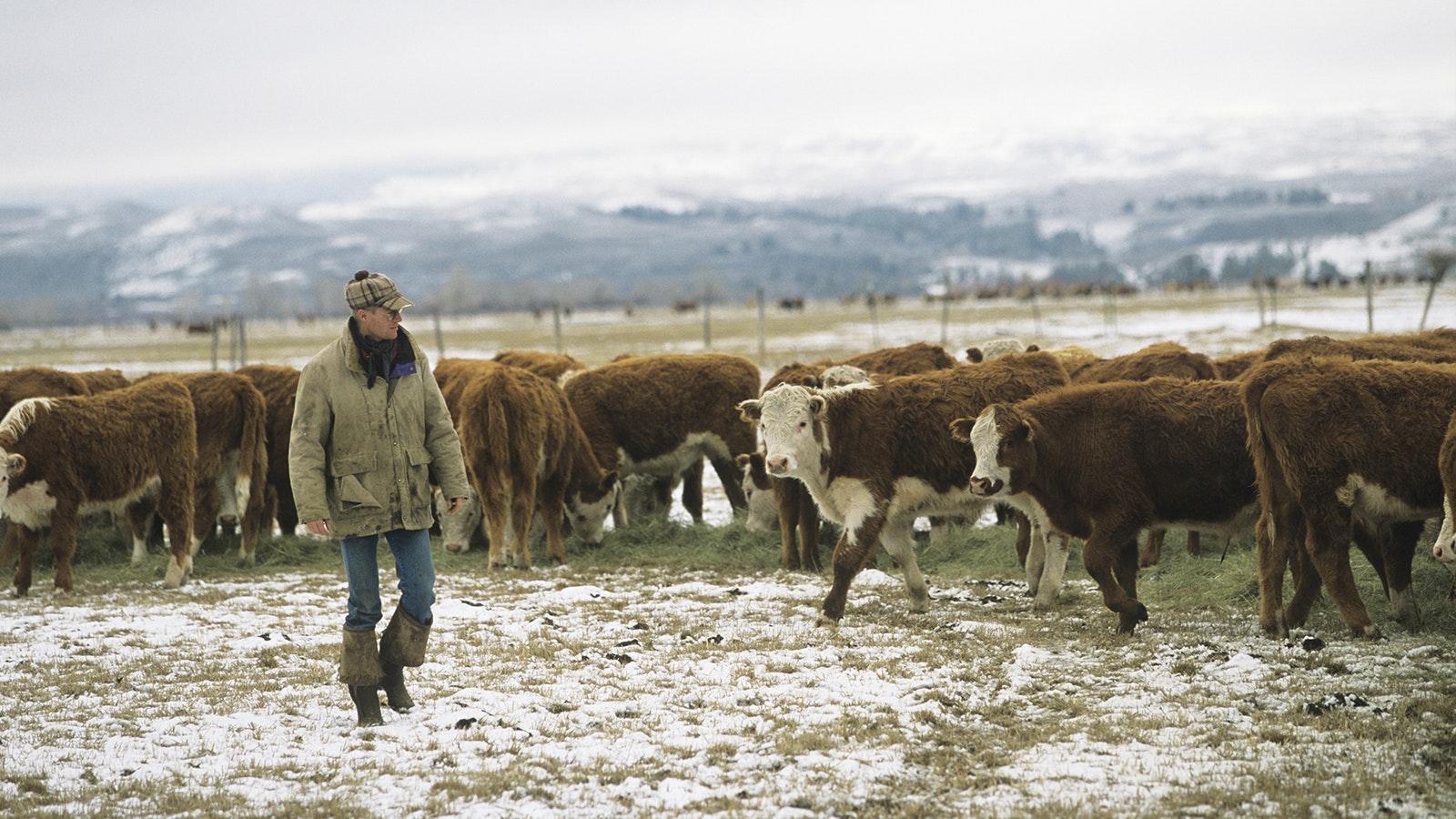Cattle rancher Getty 3 17 24