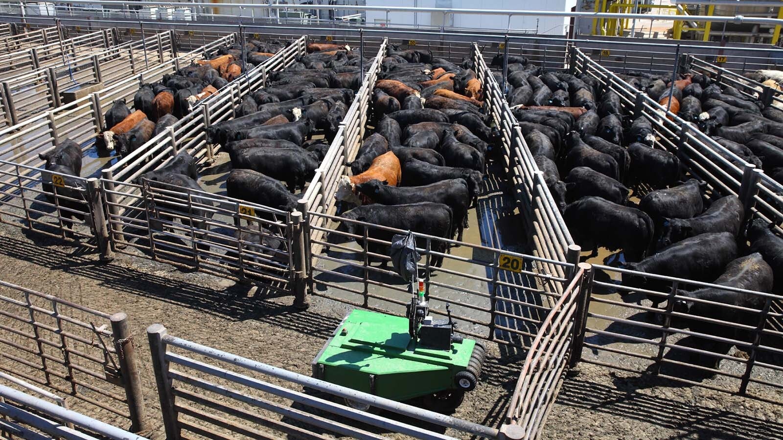 A robot made by Cargill keeps cattle moving through this lot.