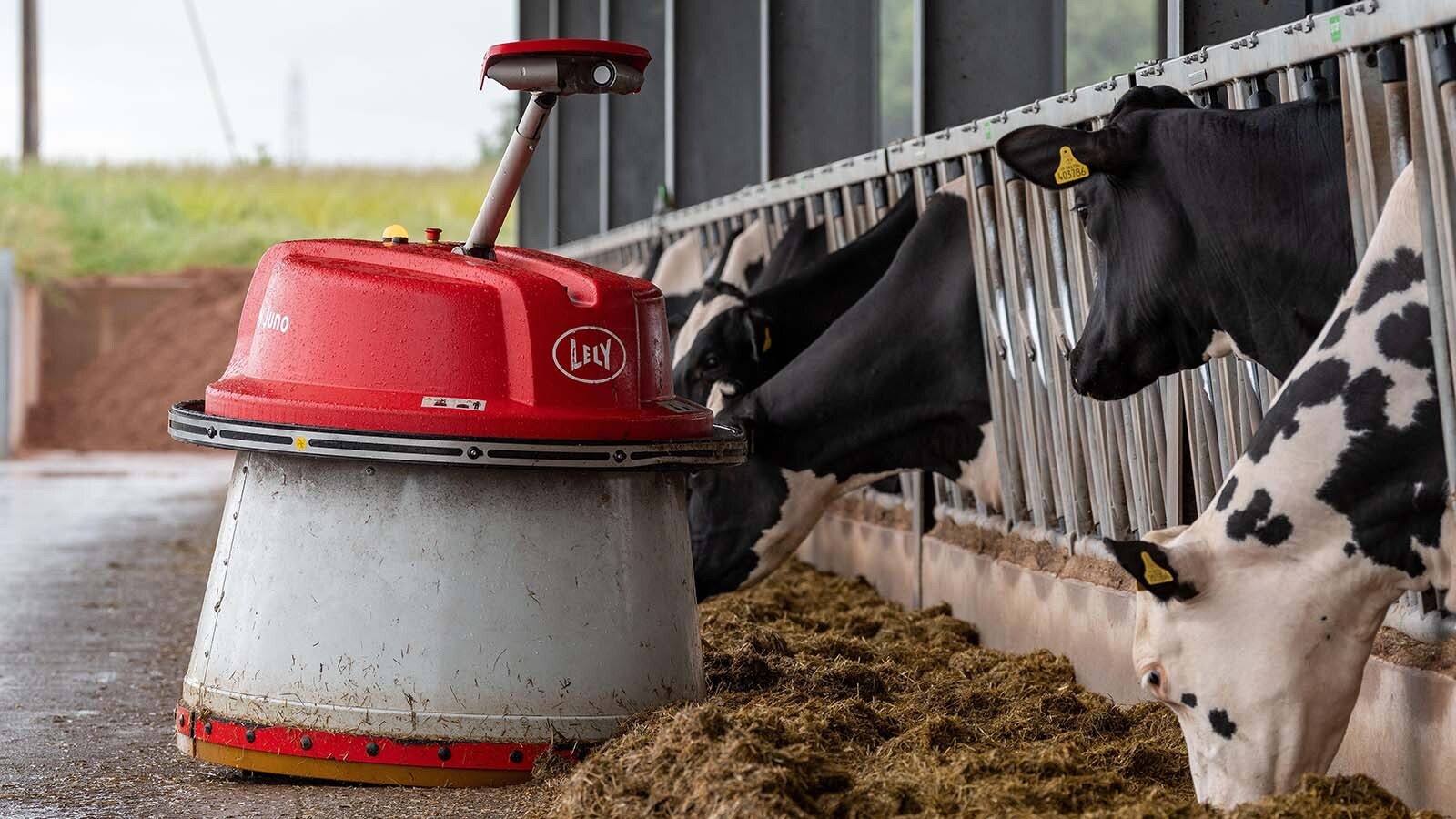 A robot with a sensor on top keeps these cows fed, automatically roving up and down the line while pushing the feed within reach.
