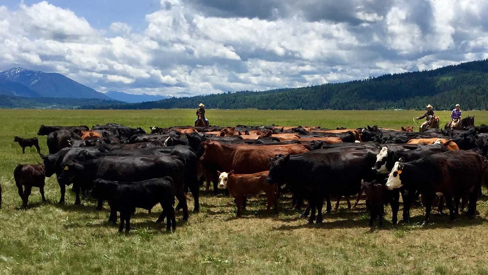 Record beef prices are reshaping the ranching landscape as aging ranchers weigh cashing out and selling off their herds. Others are holding on for another profitable year, creating the tightest ranch real estate market in decades.