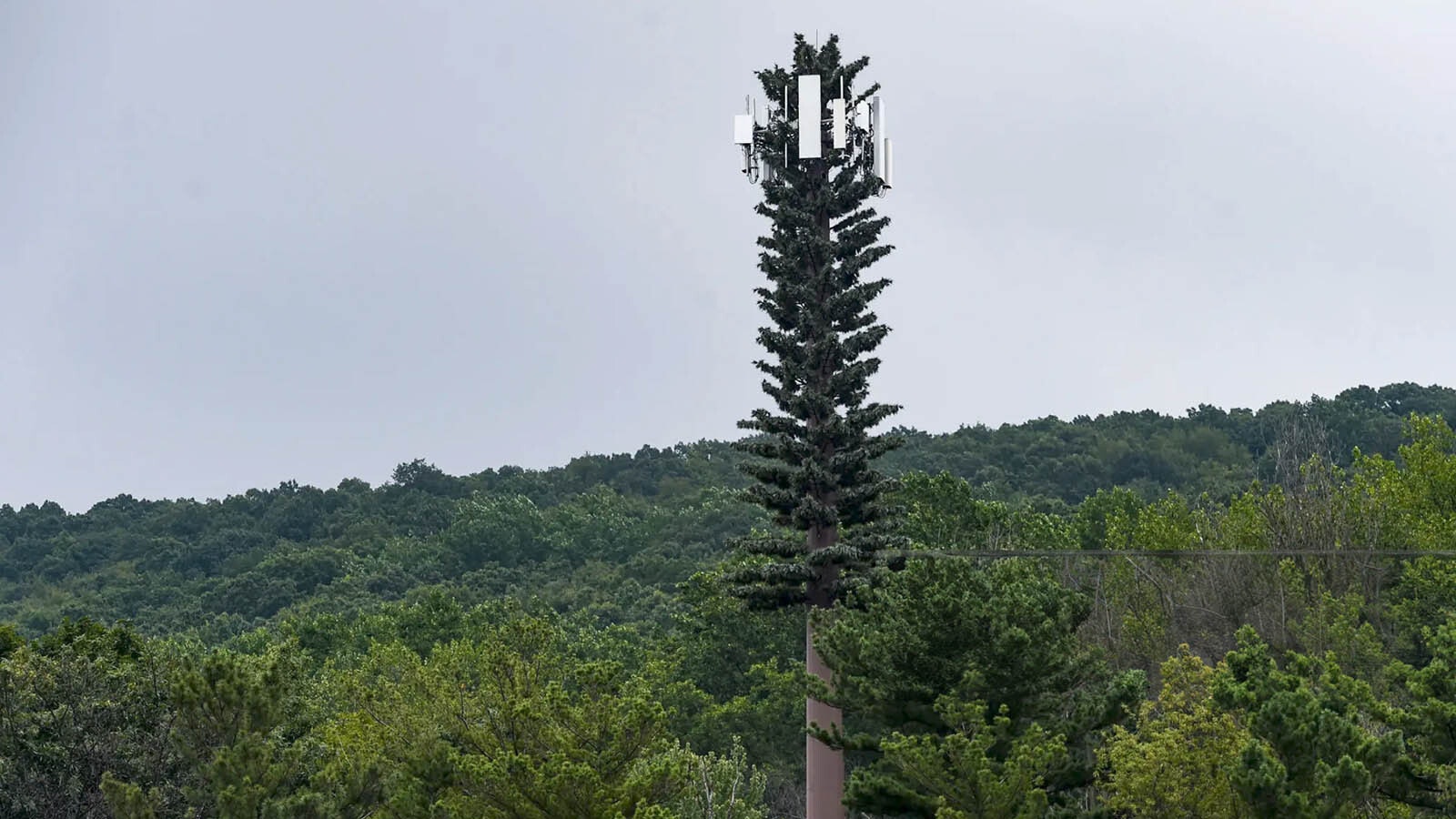 Cellphone tower in forest 10 10 24