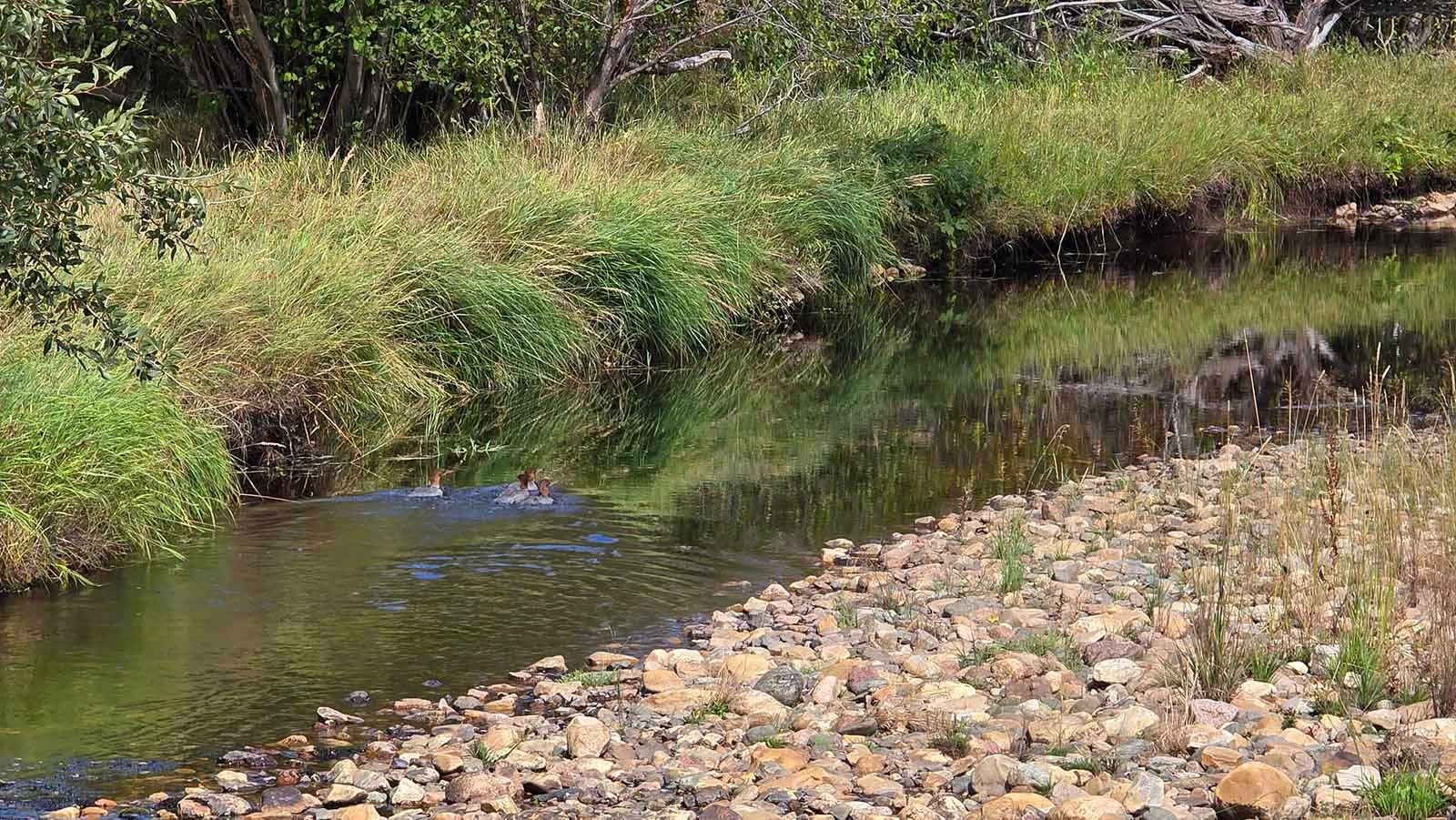 Here a group of wild ducks float down a creek in the Centennial Valley. The area is a fantastic place to see wildlife ranging from moose and black bear to these wild ducks.