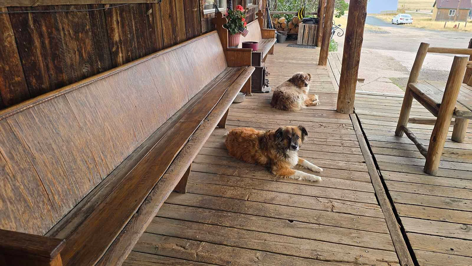 A couple of dogs hang out on the Trading Posts' front porch, watching the world go by.