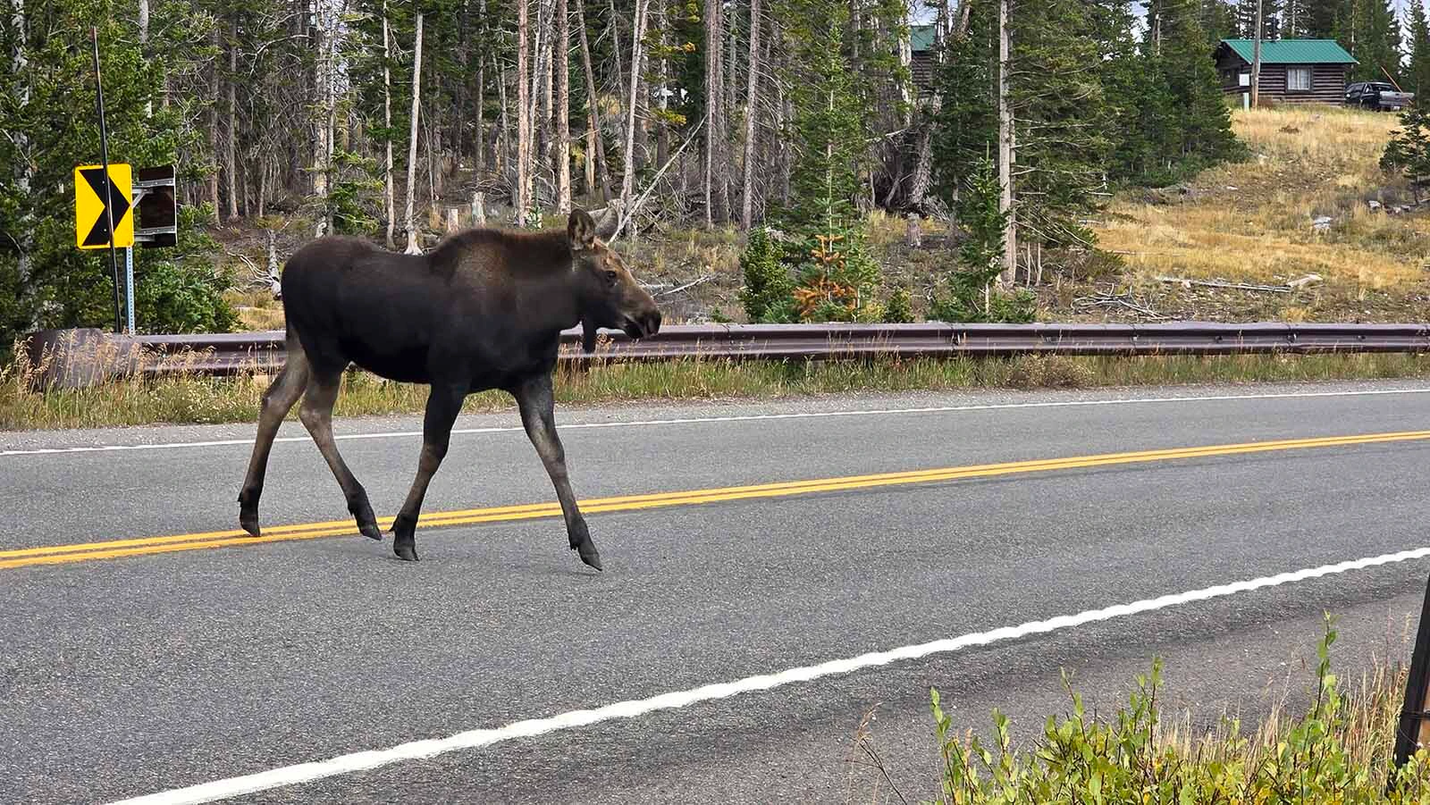 A moose crosses the highway, ignoring all the cars who have pulled off on the side of the road to watch.