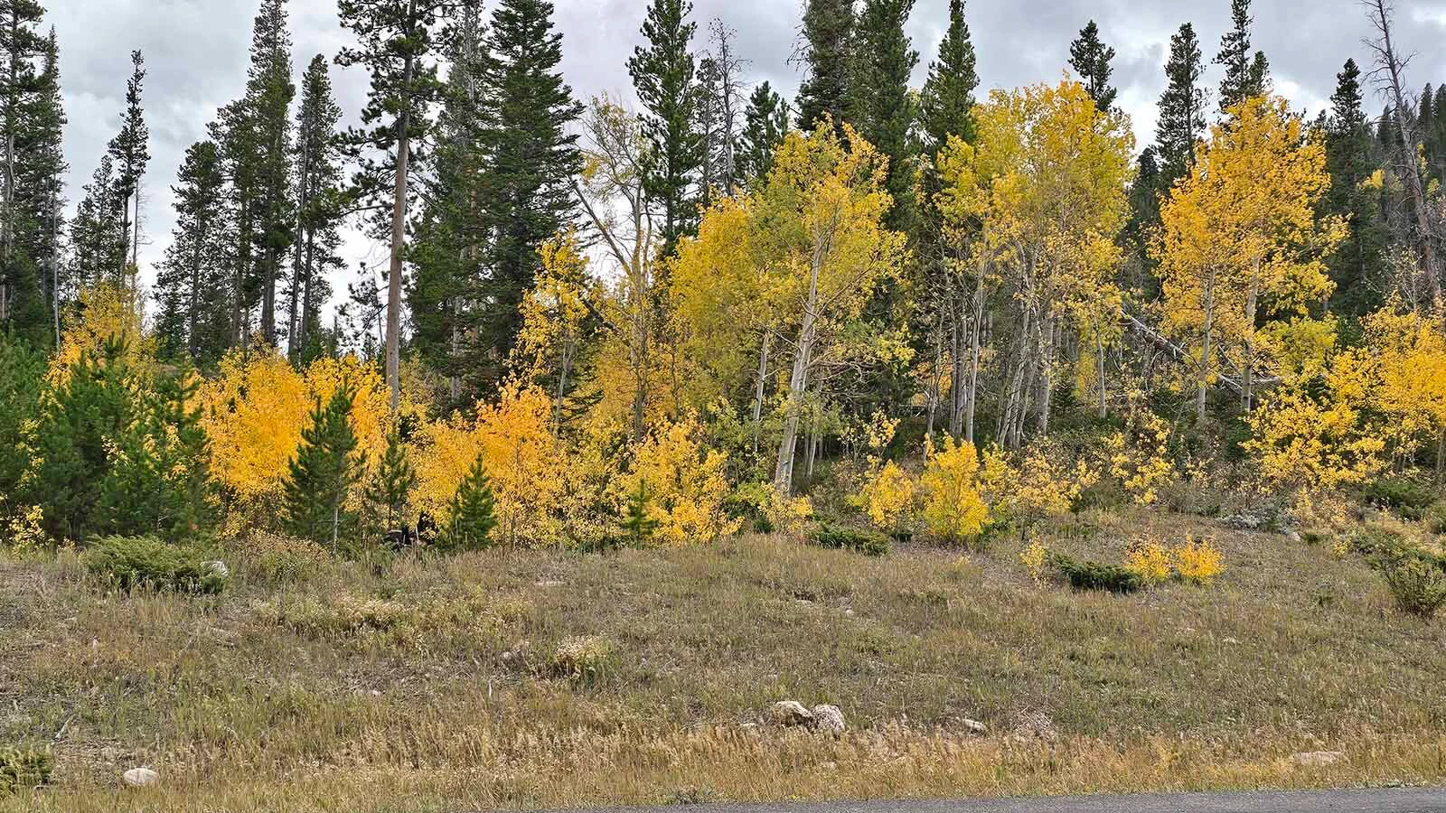 In the fall, the Medicine Bow forest starts putting on a cloak of gold. Centennial, celebrating its 150th year, is its gateway community.
