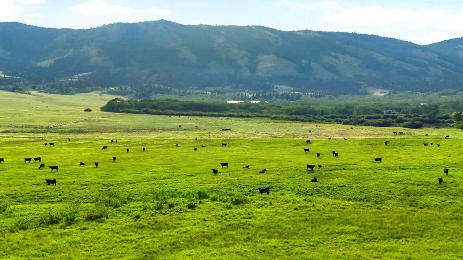 Cross Creek Ranch is a 372-acre spread that offers Jackson Hole-level luxury in the Snowy Range near Centennial. It is publicly listed for the first time at $7.7 million, while comparable home in Jackson would run about $30 million.