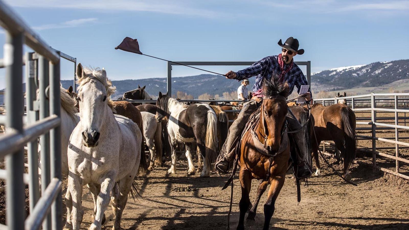 Chad Madsen rides a horse named Doc as he sorts animals from his 2,500-head herd in Afton, Wyoming.