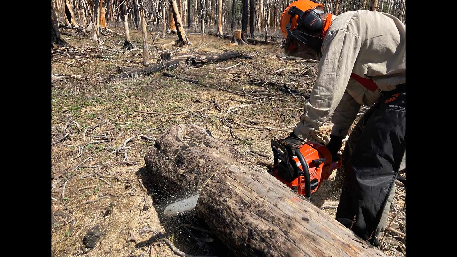 Some say chainsaws should be allowed wilderness areas to clear trails of dead trees. Others argue that wilderness is no place for machinery of any kind.