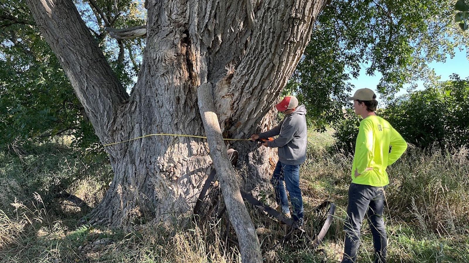 An 85-foot-tall eastern cottonwood in Nebraska is the biggest of its kind in the United States. Wyoming doesn't have a champion yet, the giant in a neighbor state is inspiring Wyoming tree growers.