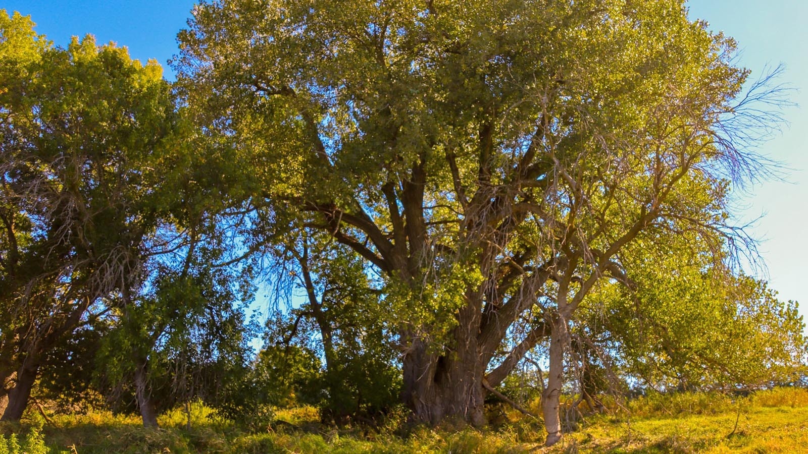 An 85-foot-tall eastern cottonwood in Nebraska is the biggest of its kind in the United States. Wyoming doesn't have a champion yet, the giant in a neighbor state is inspiring Wyoming tree growers.