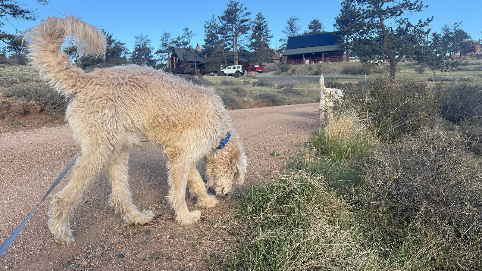 A dog named Charlie a Wyoming couple rescued from a California shelter running off with a whiteout blizzard on the way triggered a 24-hour search. It was a miracle, Charlie’s owners believe, that a newlywed couple in the middle of nowhere found him. 