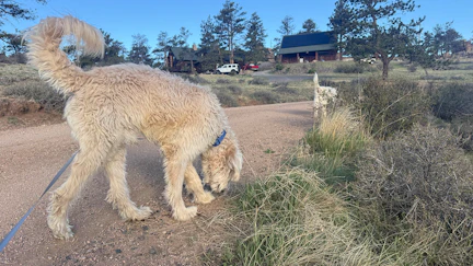 A dog named Charlie a Wyoming couple rescued from a California shelter running off with a whiteout blizzard on the way triggered a 24-hour search. It was a miracle, Charlie’s owners believe, that a newlywed couple in the middle of nowhere found him.