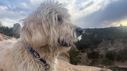 A dog named Charlie a Wyoming couple rescued from a California shelter running off with a whiteout blizzard on the way triggered a 24-hour search. It was a miracle, Charlie’s owners believe, that a newlywed couple in the middle of nowhere found him.