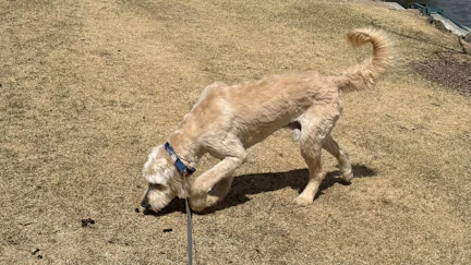 A dog named Charlie a Wyoming couple rescued from a California shelter running off with a whiteout blizzard on the way triggered a 24-hour search. It was a miracle, Charlie’s owners believe, that a newlywed couple in the middle of nowhere found him.