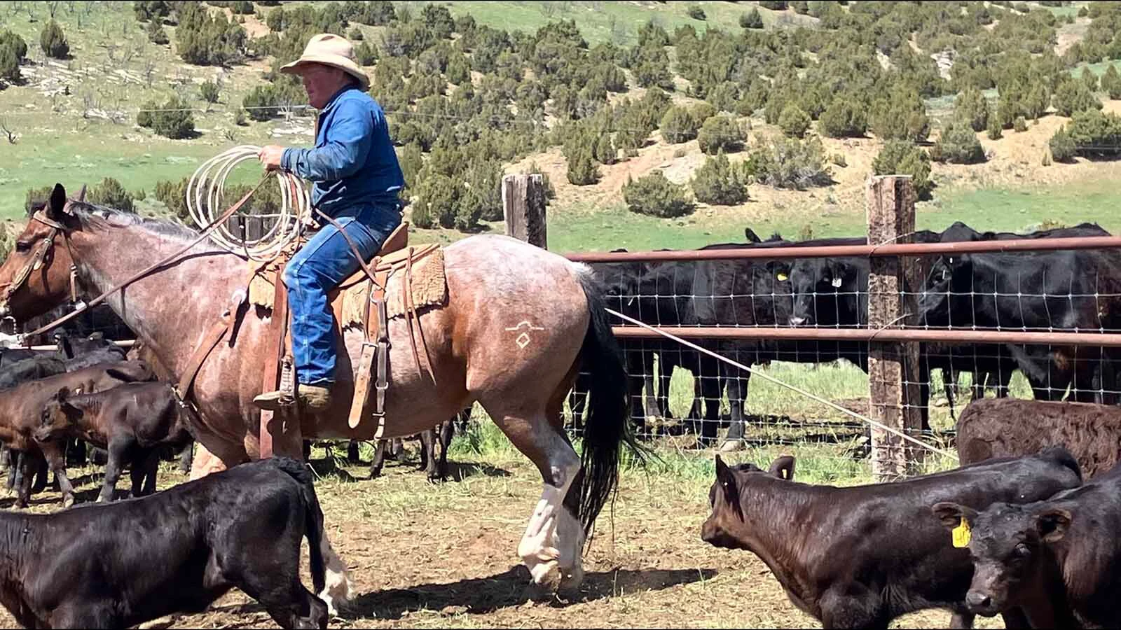 Rancher Jack Baird said that cheatgrass can be beneficial in the summer and during the winter as green nutrients for his cattle and sheep. When it dies in early June, it is then useless as forage. For that reason, Baird prefers the native grasses since even after they die, they can be used as feed. However, the cost of eliminating cheatgrass with herbicides is high at $50 an acre.