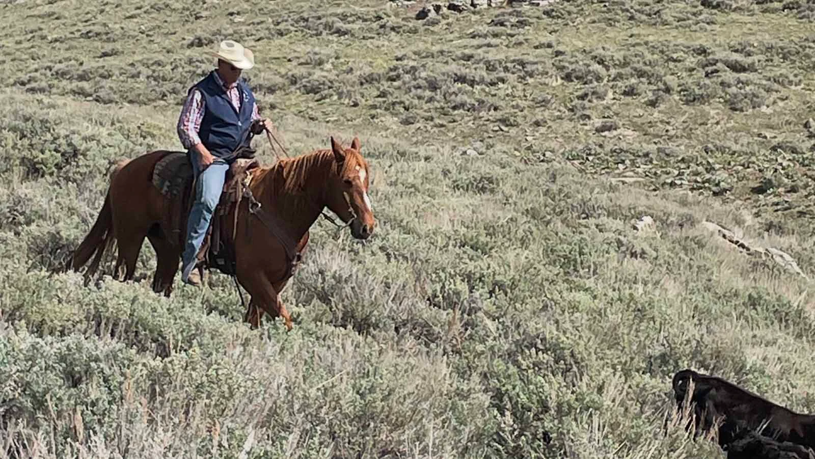 Chip Axtell told Cowboy State Daily that approximately 20% of his ranch and farm have been taken over by cheatgrass. The invasive weed has worsened the drought conditions by taking the moisture from native grasses. When cheatgrass dies in June, it no longer has any value for grazing.