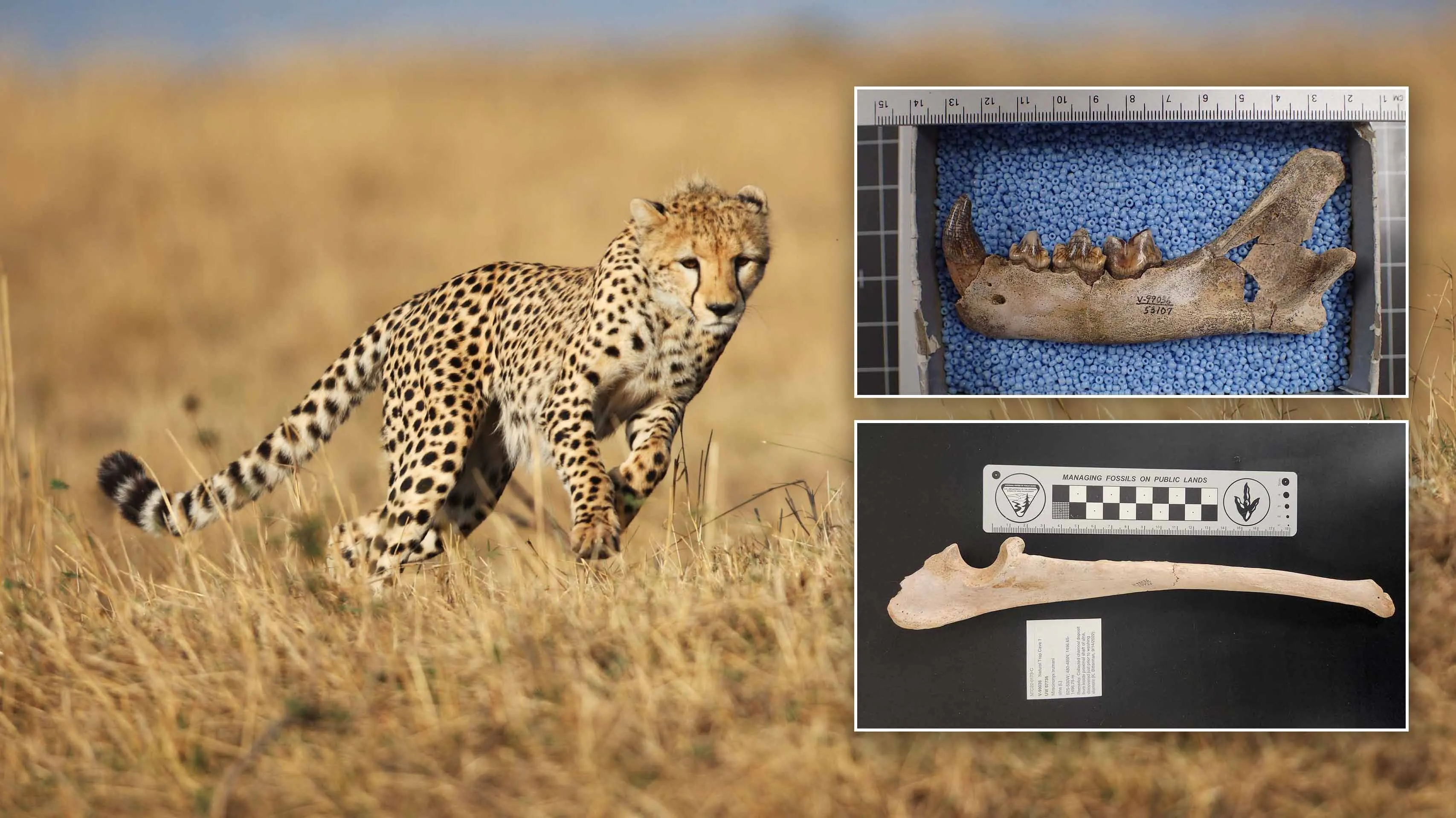 The "American cheetah" chased after pronghorn at the end of the Ice Age in what would become Wyoming, but disappeared thousands of years ago. The best specimens of this big cat have been found 85 feet down in Wyoming’s Natural Trap Cave. Pictured is a contemporary African cheetah, along with fossilized specimens of American cheetahs found in Wyoming.