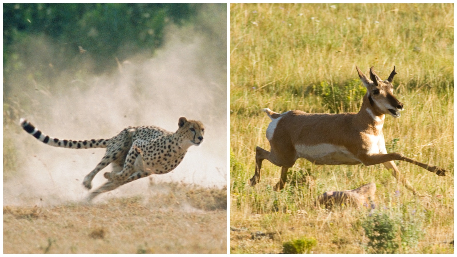 Cheetah and pronghorn 3 7 23