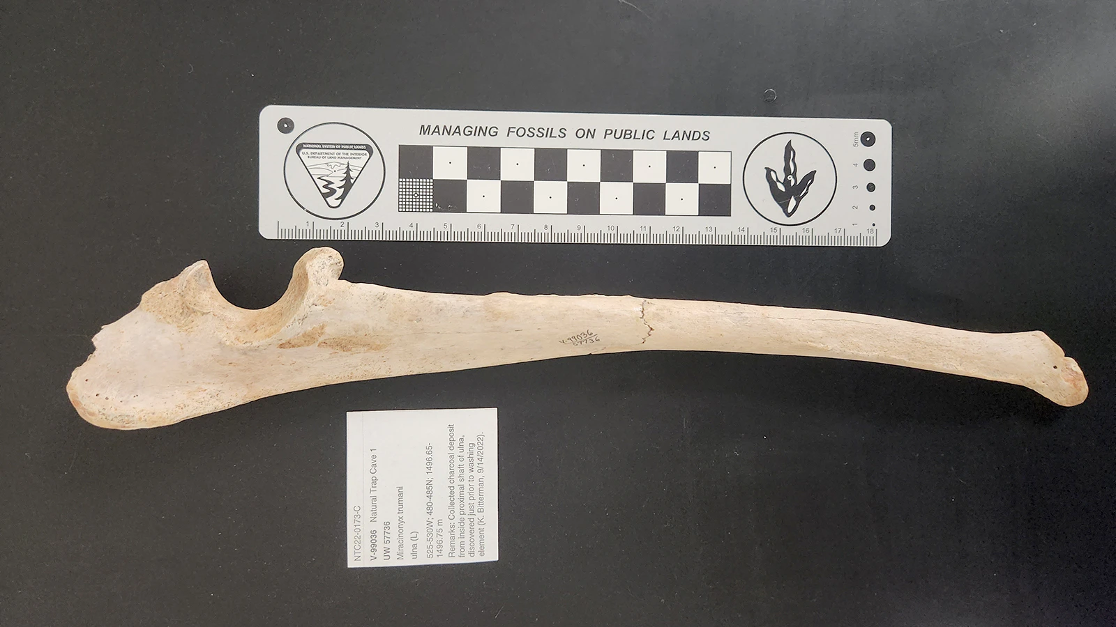 An ulna, a lower arm bone, from Miracinonyx found in Wyoming's Natural Trap Cave.