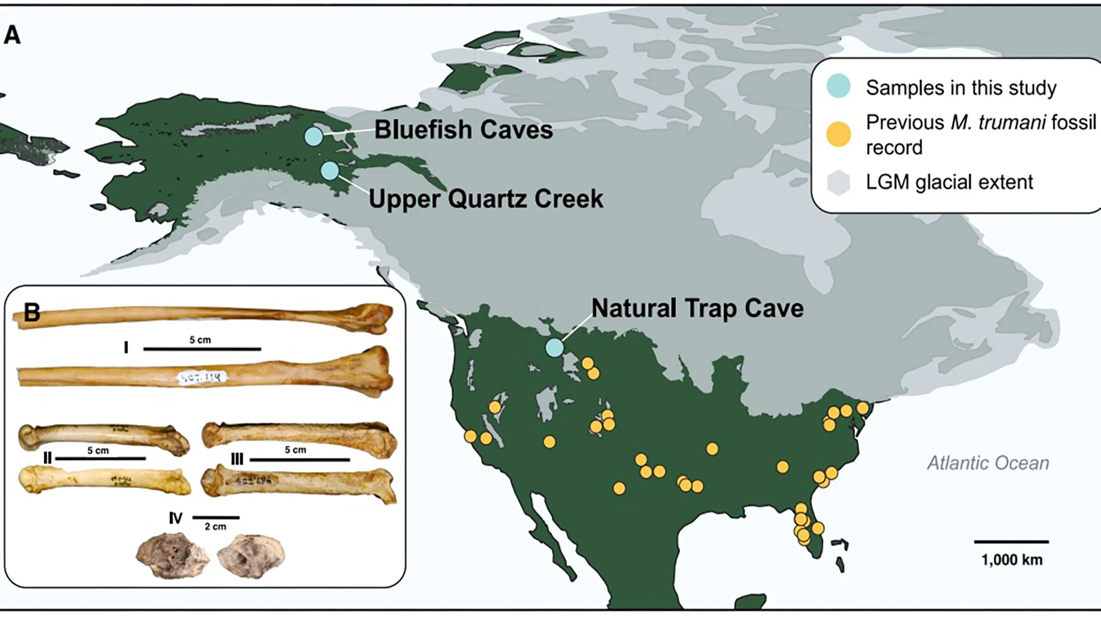 A map of locations where fossils of Miracinonyx, "the American cheetah," have been found in North America. A new study, revealing diet and DNA information on the extinct cat, studied specimens from Wyoming's Natural Trap Cave and two sites in eastern Alaska.