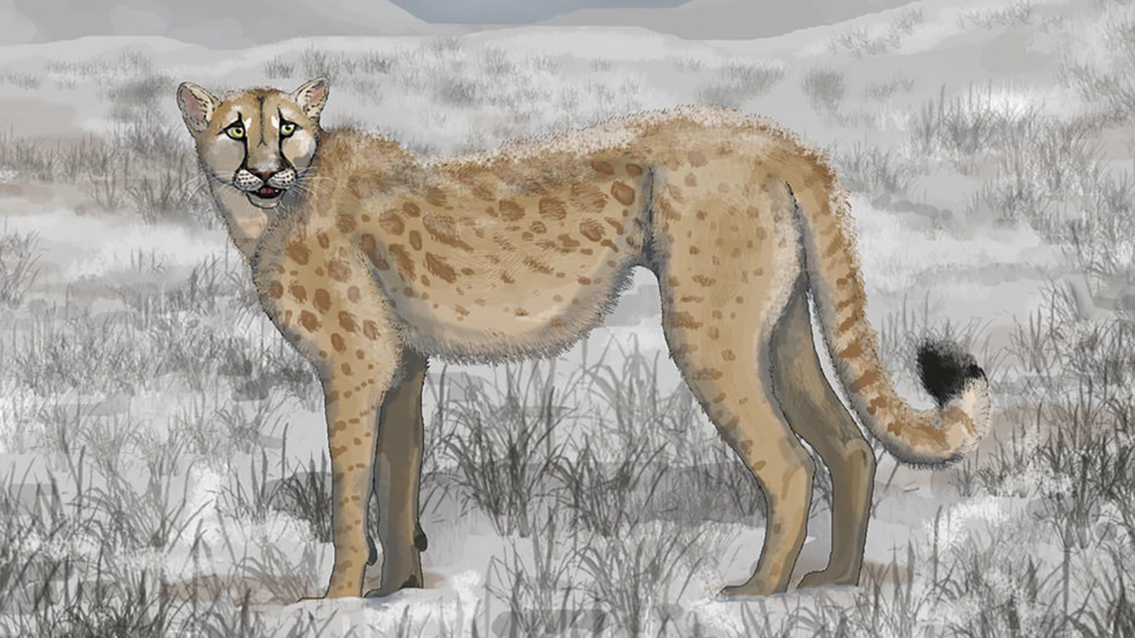 A life restoration of what a Miracinonyx might have looked like.