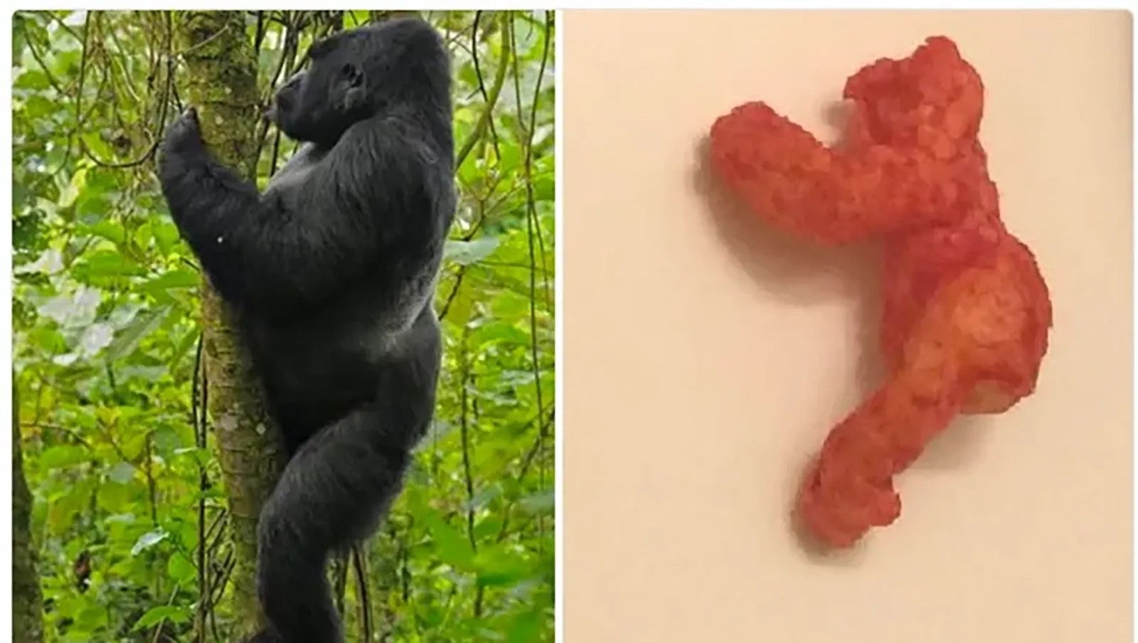 In 2017, a Flamin’ Hot Cheeto that resembled the famous Cincinnati zoo gorilla Hombre was put up for sale on the online auction house eBay. The bids got up to nearly $100,000 before eBay took the auction down.