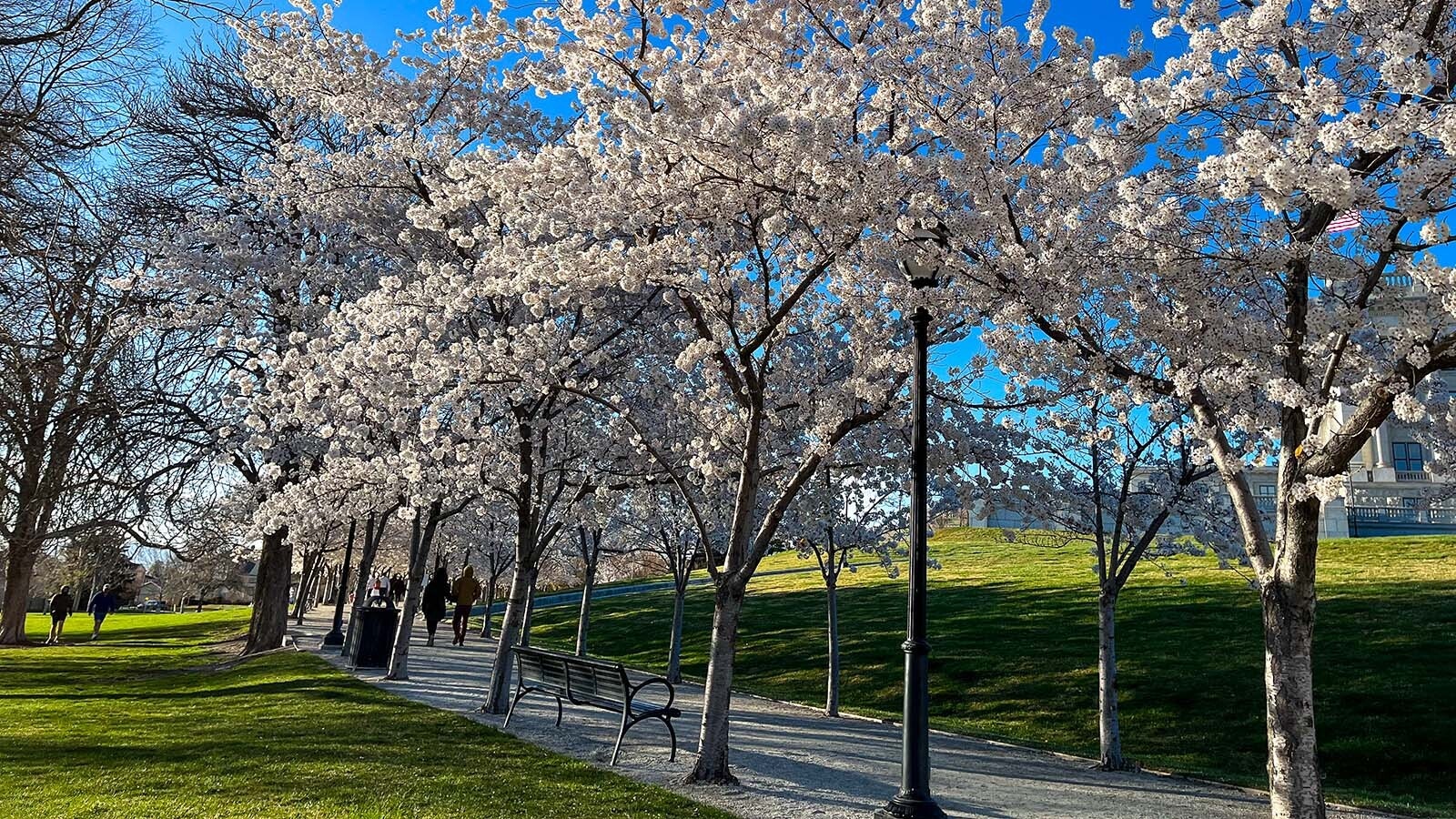 Pear and cherry trees in Utah are covered with blossoms while lilacs in Colorado are blooming like it's spring in late December. Experts are concerned that the  warm, dry days are tricking trees and stressing them out. Above, rows of cherry trees at the Utah Capitol in Salt Lake City.