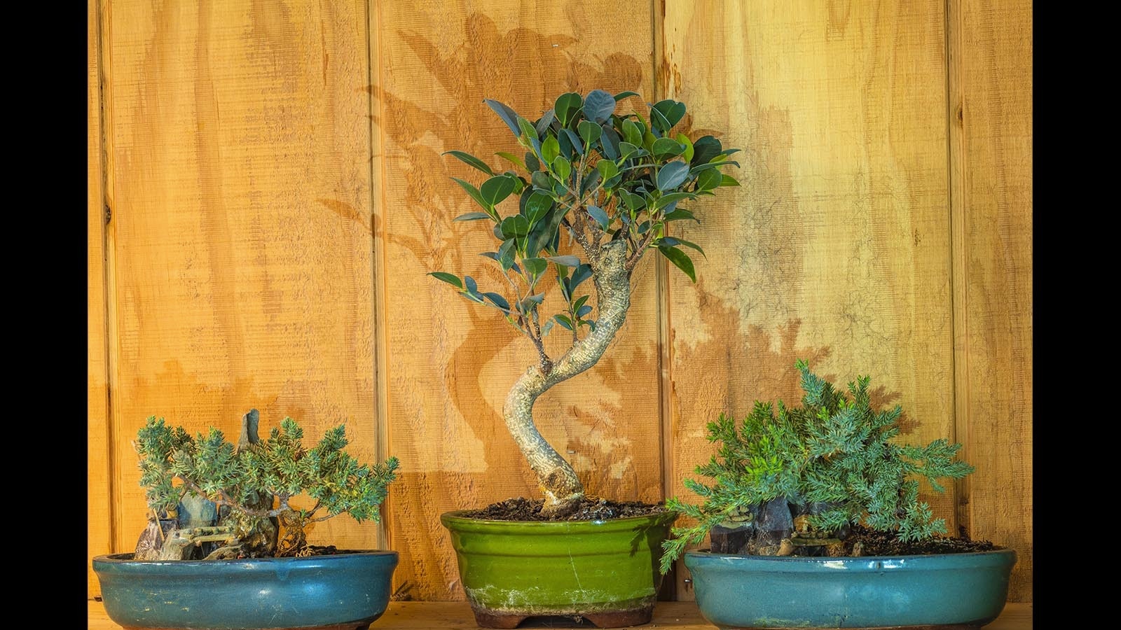 The art of bonsai isn't to create shapes in the trees, it's to find their natural growth paths and augment them.