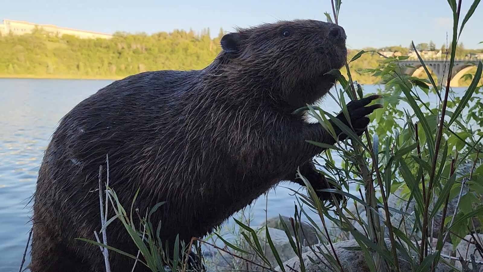 A huge beaver called ChewBarka lives with his family on the South Saskatchewan River in Saskatoon, Saskatchewan, Canada.