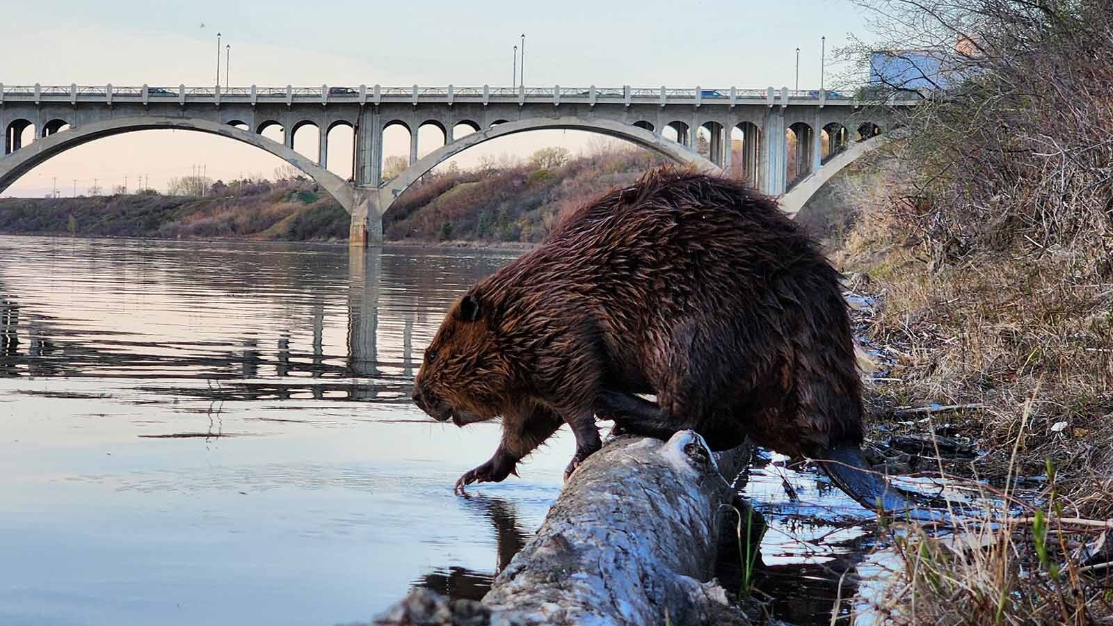 A huge beaver called ChewBarka lives with his family on the South Saskatchewan River in Saskatoon, Saskatchewan, Canada.