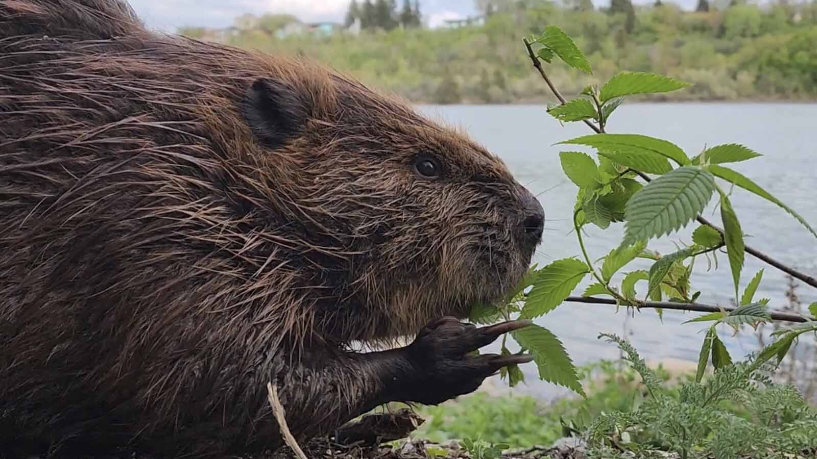After a second clay on the right front paw of ChewBarka the beaver became permanently extended, it looks as if he’s flashing a peace sign.