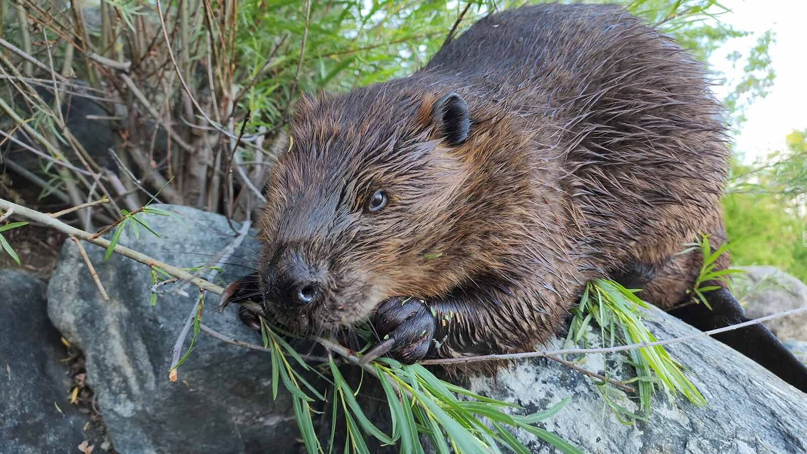 A huge beaver called ChewBarka lives with his family on the South Saskatchewan River in Saskatoon, Saskatchewan, Canada.