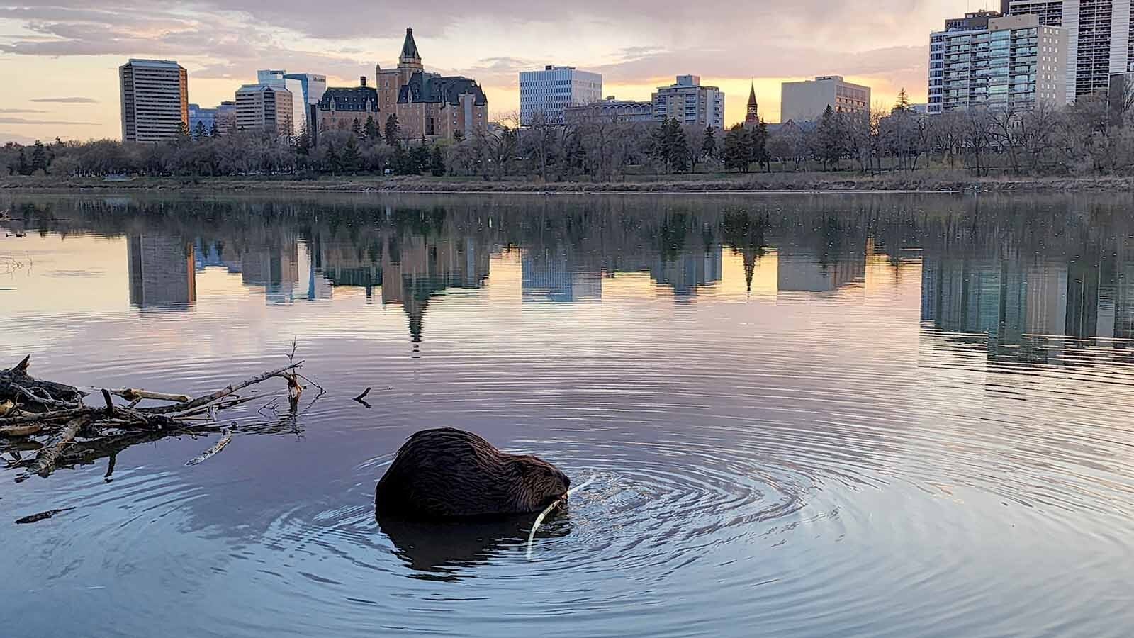 A family of beavers lives near the heart of downtown Saskatoon, along the South Saskatchewan River in Saskatchewan, Canada.