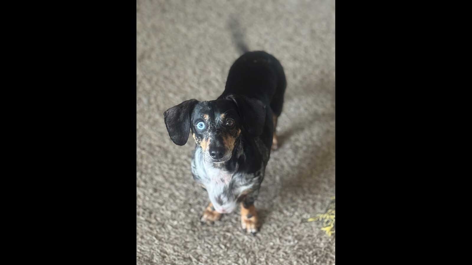 After surviving a crash and a week alone in the Wyoming wilderness, a dachshund named Chewie was found by a couple and traced back to his relieved owner in Oregon, thanks to a microchip and a helpful FedEx driver.