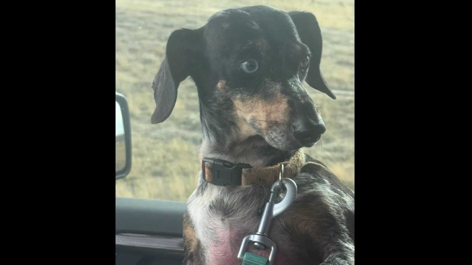 After surviving a crash and a week alone in the Wyoming wilderness, a dachshund named Chewie was found by a couple and traced back to his relieved owner in Oregon, thanks to a microchip and a helpful FedEx driver.