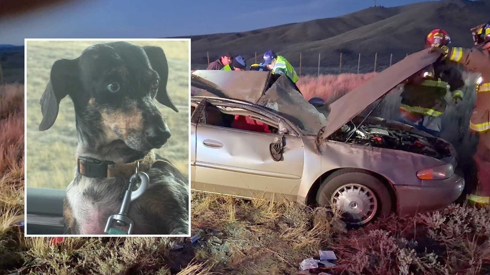 After surviving a crash and a week alone in the Wyoming wilderness, a dachshund named Chewie was found by a couple and traced back to his relieved owner in Oregon, thanks to a microchip and a helpful FedEx driver.