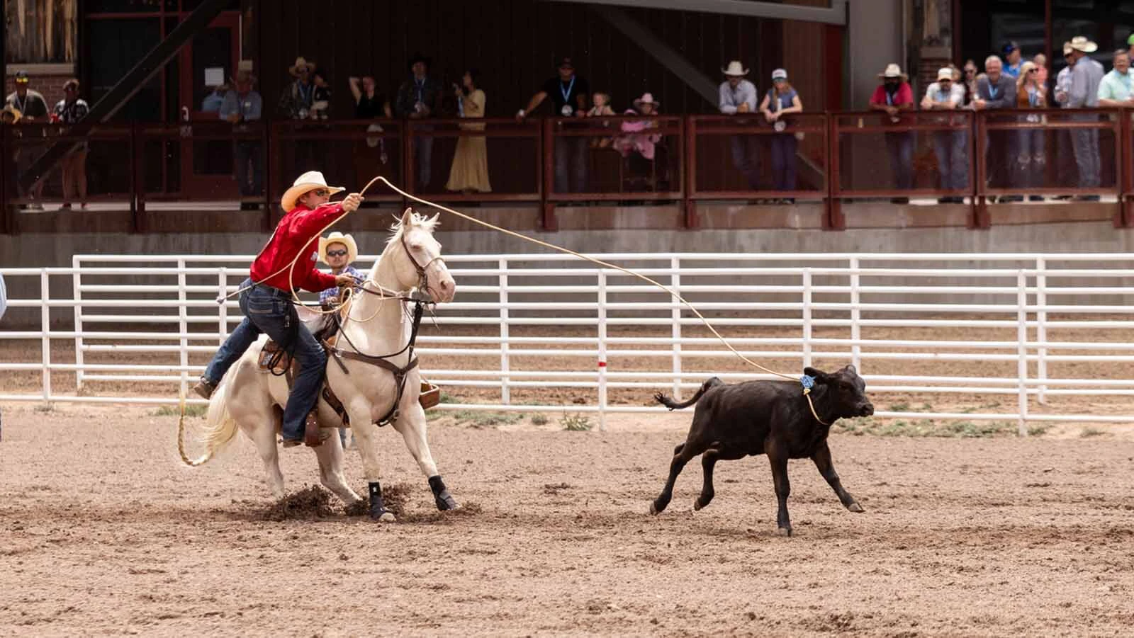 Riley Pruitt from Gering, NE in the tie-down roping at the Cheyenne Frontier Days Rodeo on Tuesday, July 21.