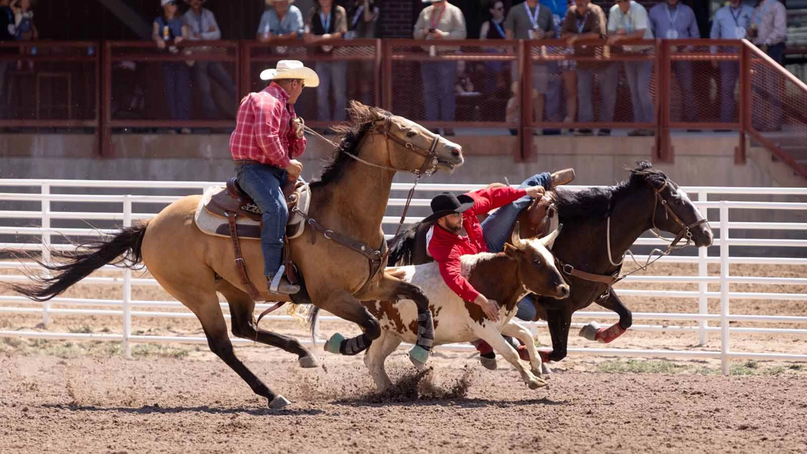 Kalane Anders from Mills, WY, in the steer wrestling at the Cheyenne Frontier Days Rodeo on Tuesday, July 21.