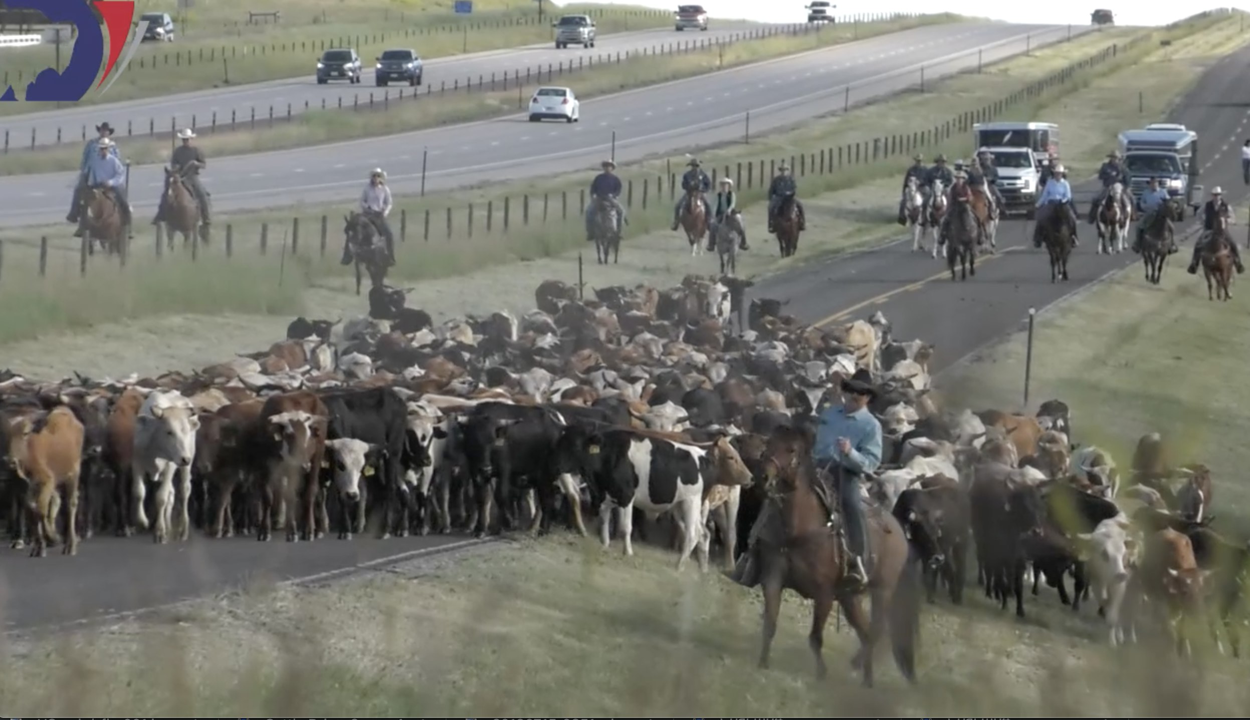 Cheyenne Frontier Days cattle drive
