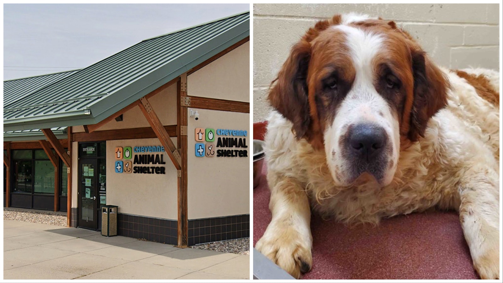 Cheyenne animal shelter composite 3 9 23