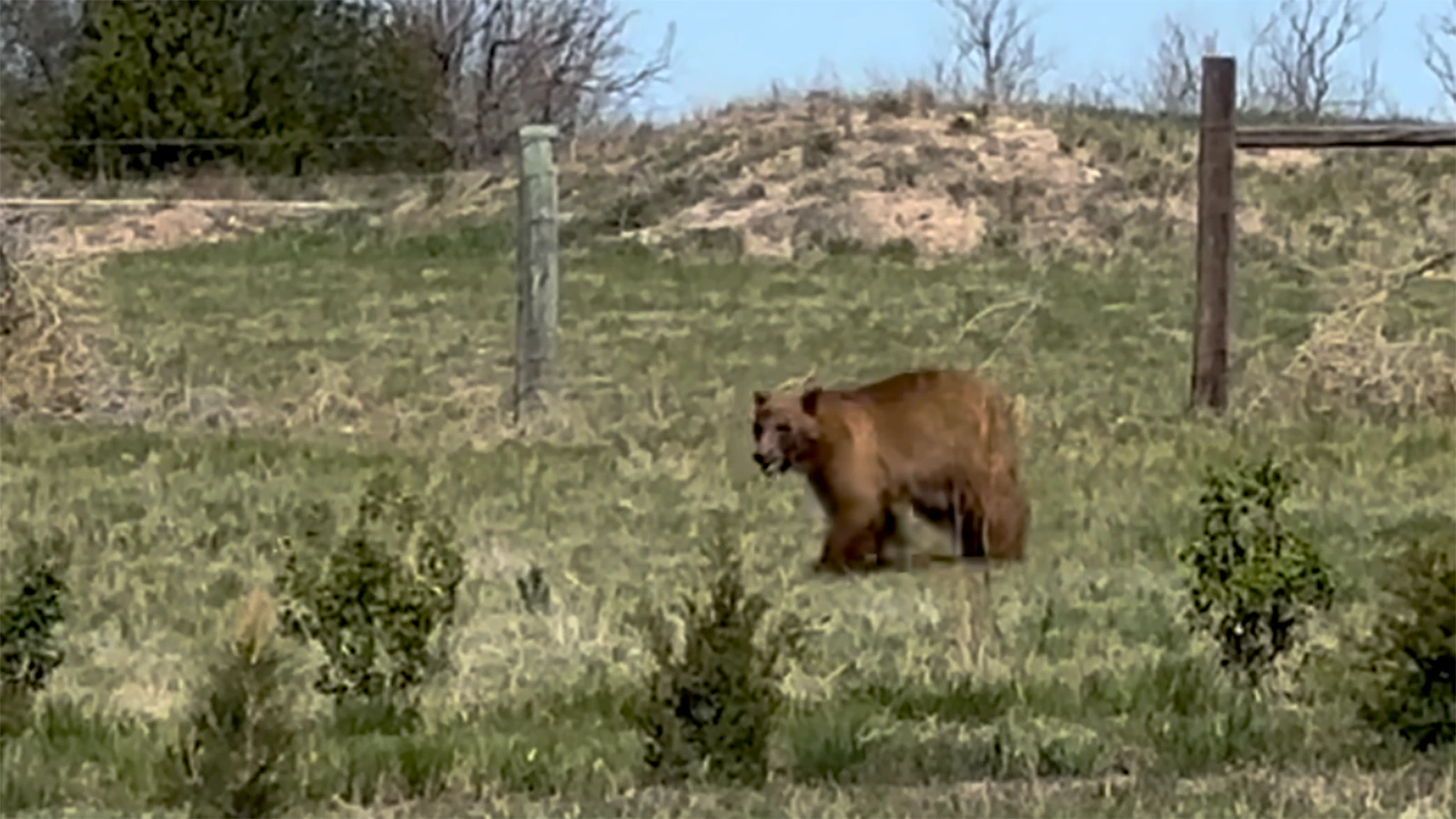 A black bear was shot and killed late Friday morning in a subdivision north of Cheyenne. This is the second black bear spotted in the Cheyenne area this week. The property owner gave a neighbor, who had a bear hunting tag, permission to shoot the bear.