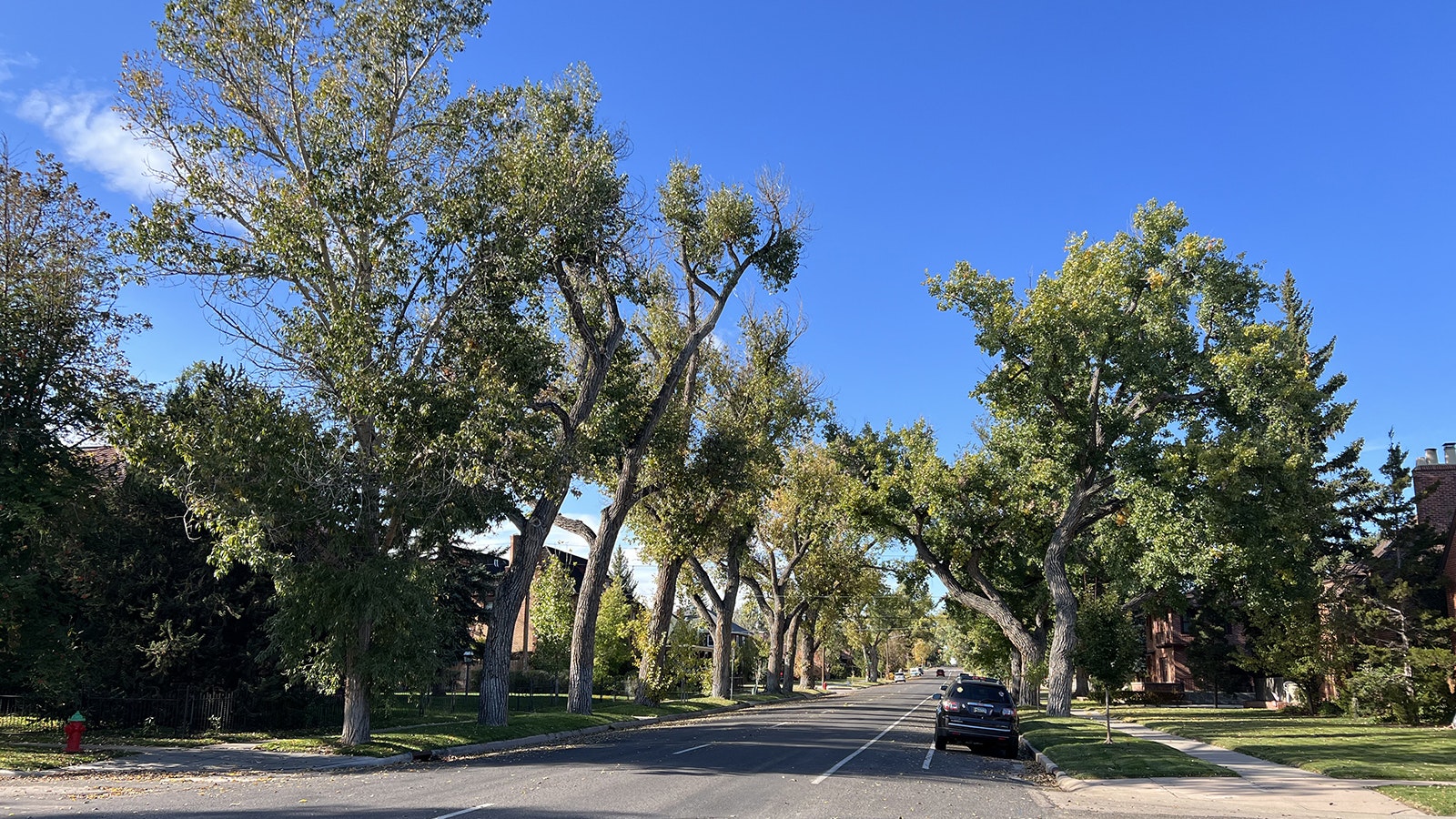Many of Cheyenne's older neighborhoods are lined with huge, old cottonwoods and other trees.
