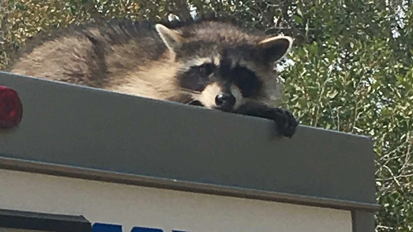 In an apparent display of belligerence, a raccoon lounges atop an animal control vehicle in Rock Springs.
