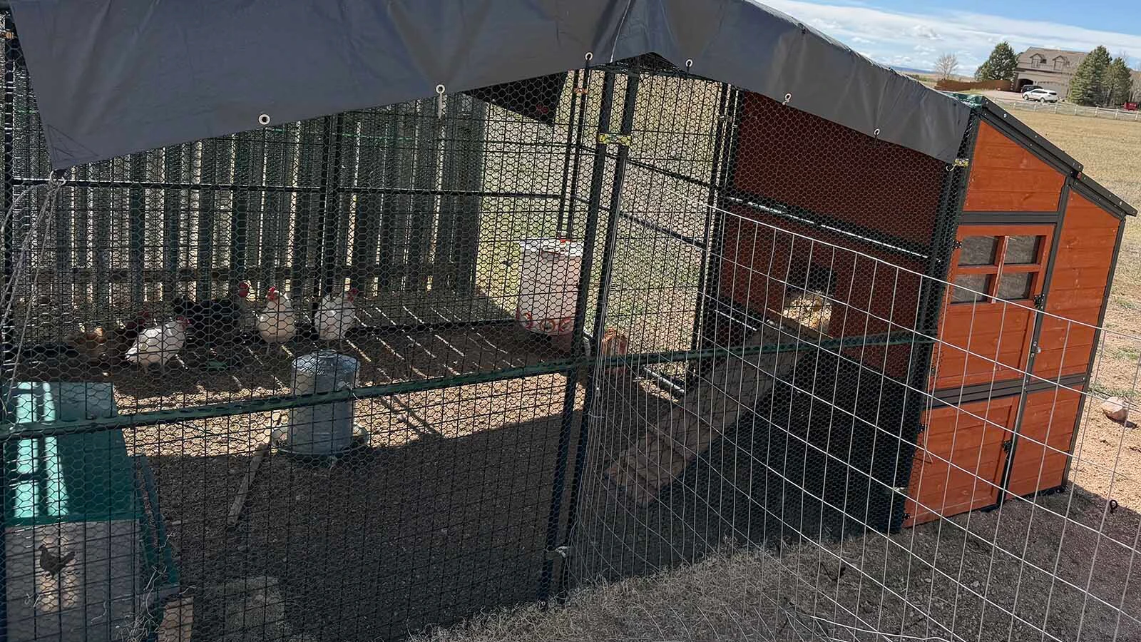 Fed up with raccoons killing his chickens, Cheyenne-area resident Kevin Gunter hardened his birds’ outside roost.