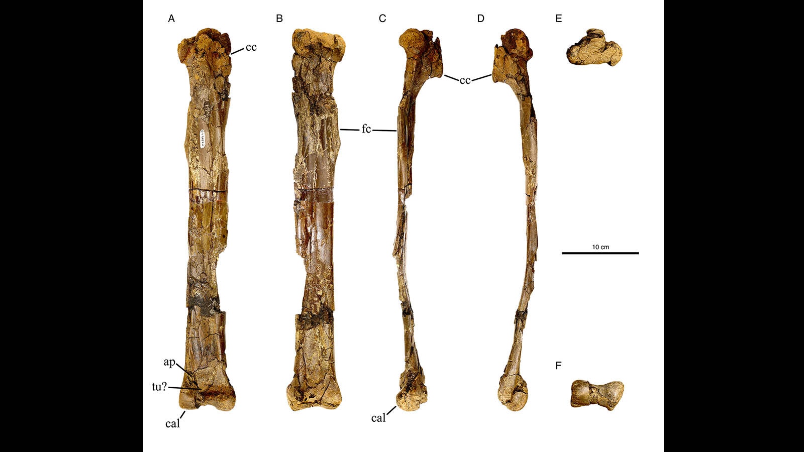 The tibia of Eoneophron infernalis, the chicken from hell.