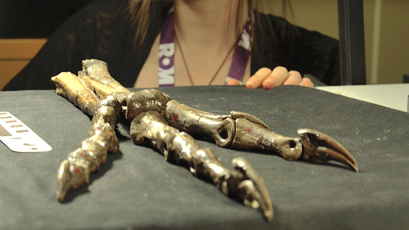 Jade Simon with a different caenaghathid foot (Macrophalangia canadensis) at the Royal Ontario Museum.