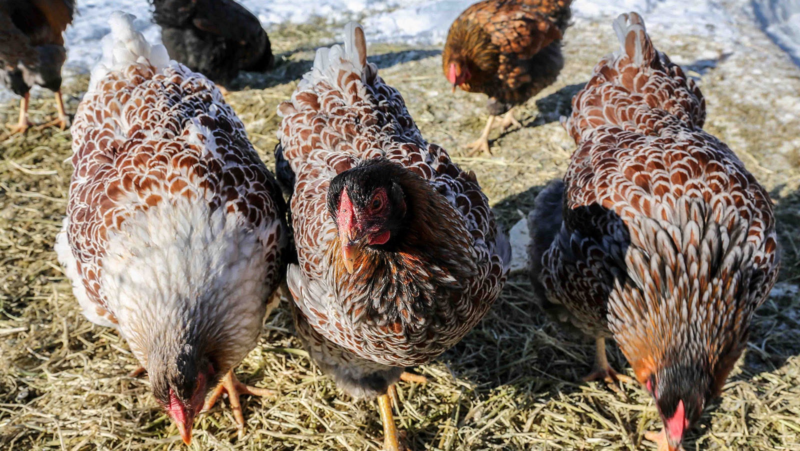 Blue laced red wyandotte chickens on Melissa Hemken's farm near Lander.