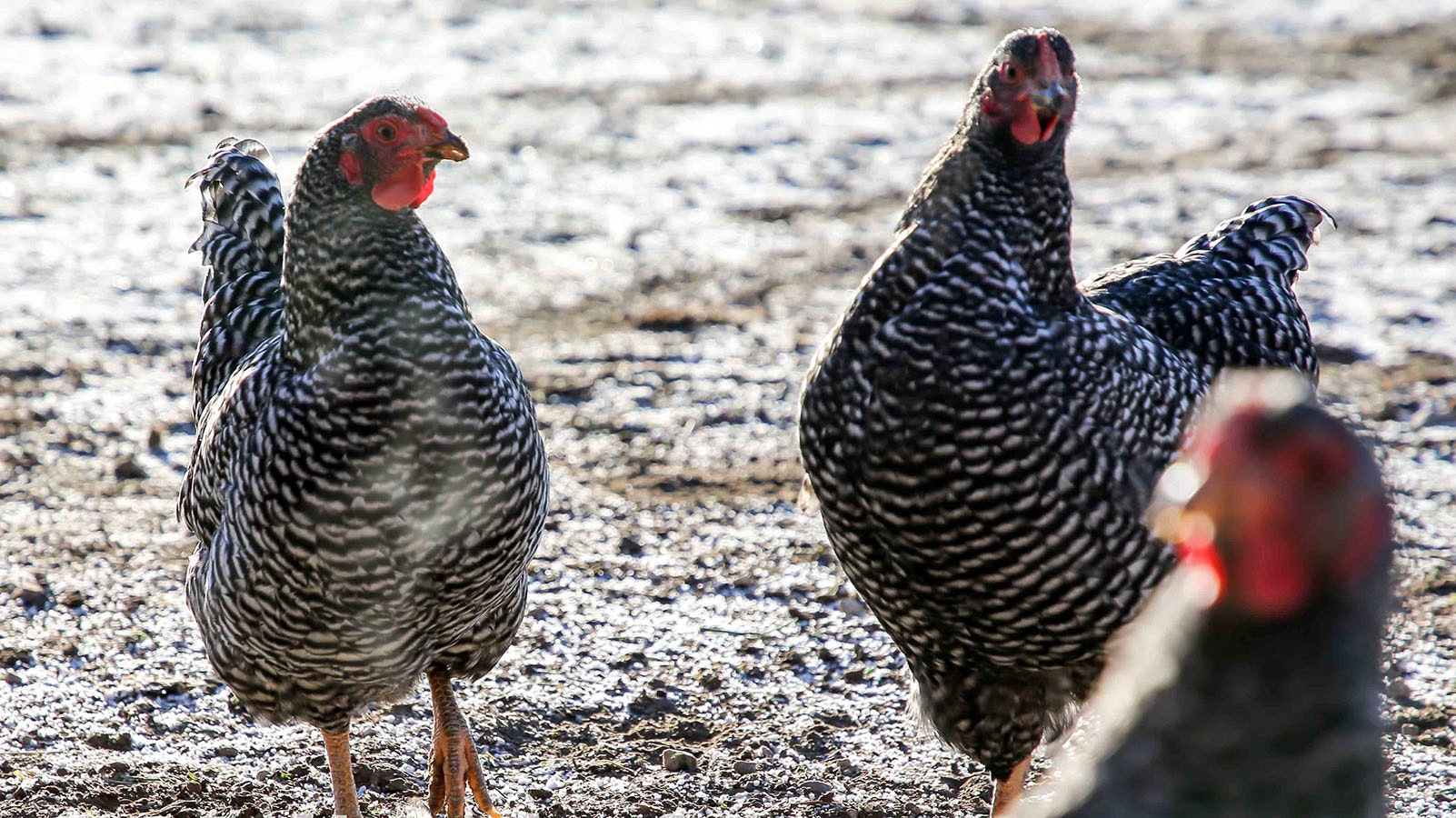Dominiques are said to be America's oldest breed of chickens.